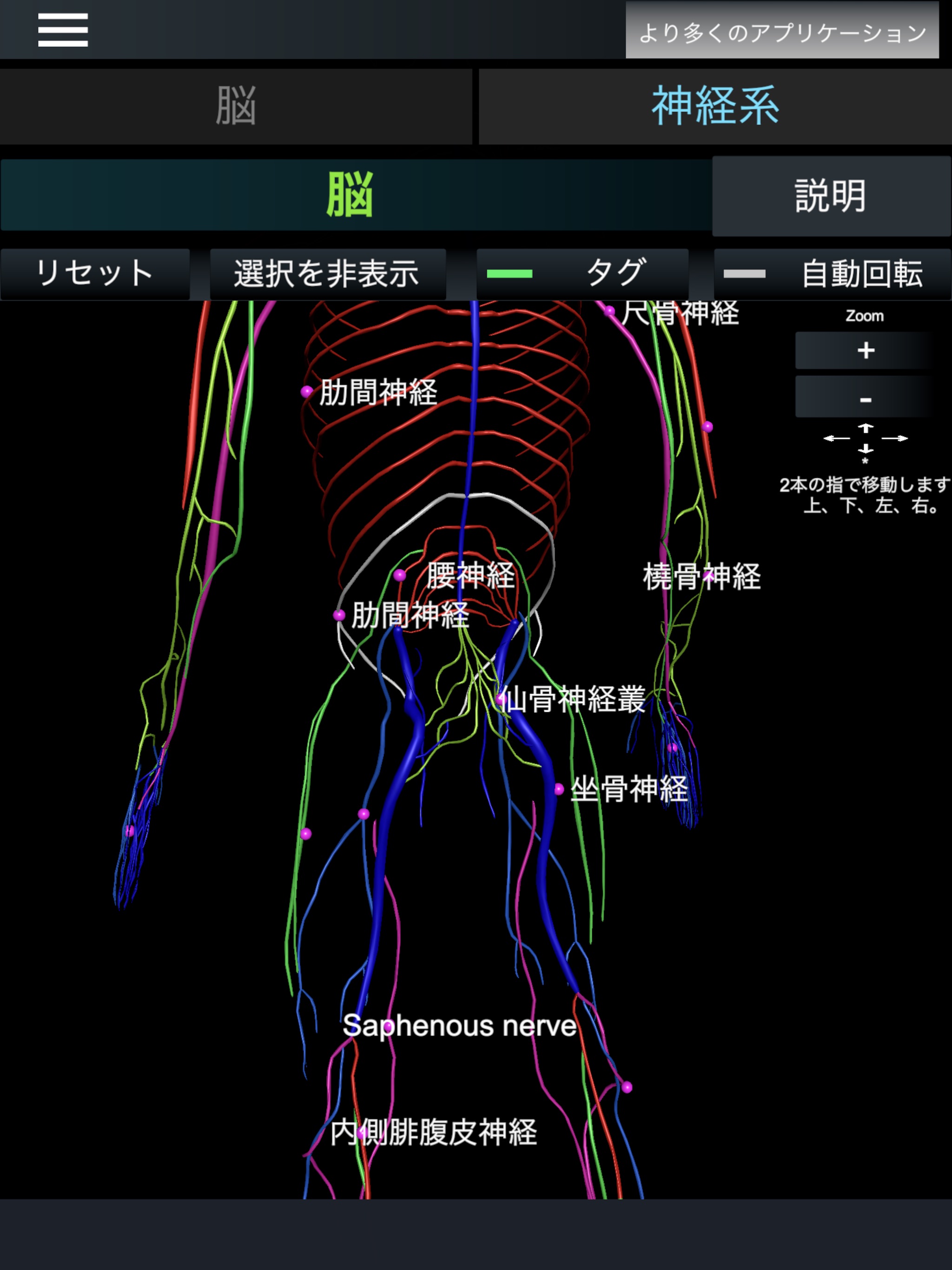 脳と神経系 (解剖学)のおすすめ画像5