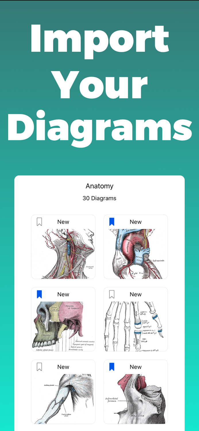 Anatomy and Physiology GO