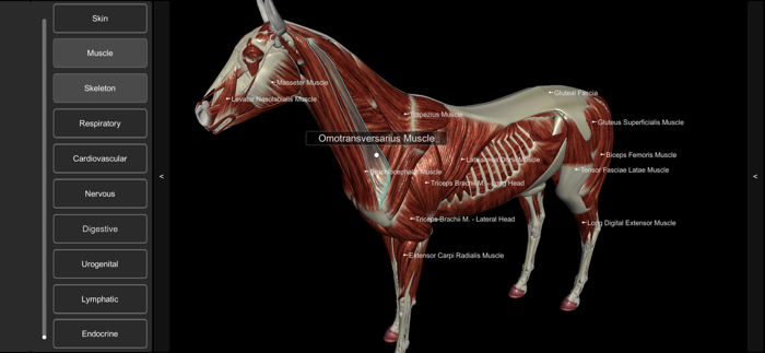 3D Horse Anatomy Software