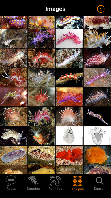 Nudibranch ID E Atlantic Medのおすすめ画像5