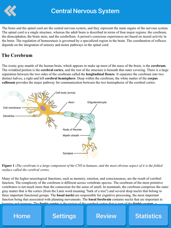Screenshot #6 pour Human Nervous System Anatomy