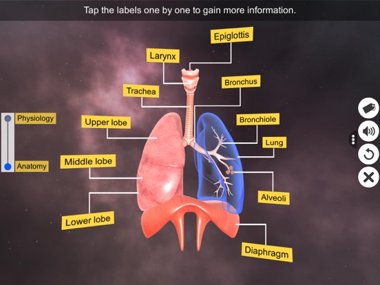 Screenshot #5 pour Respiratory System Physiology