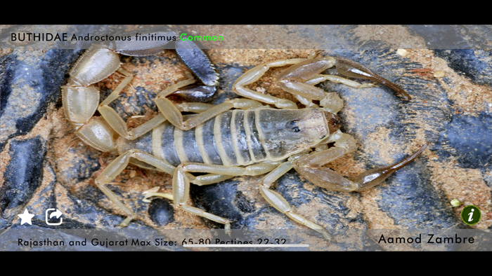 Indian Scorpions eGuide