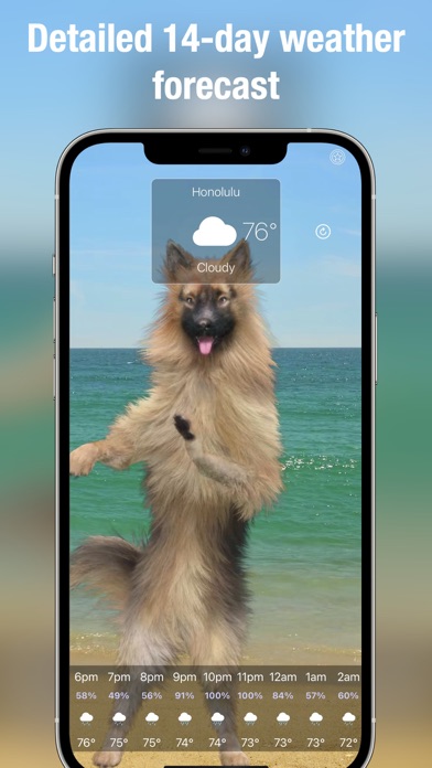 Dog Weather Live Screenshot