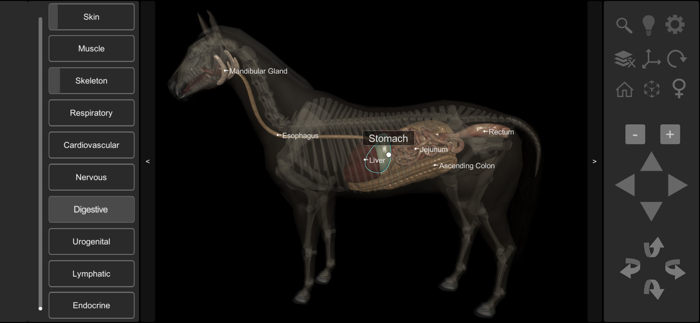 3D Horse Anatomy Software