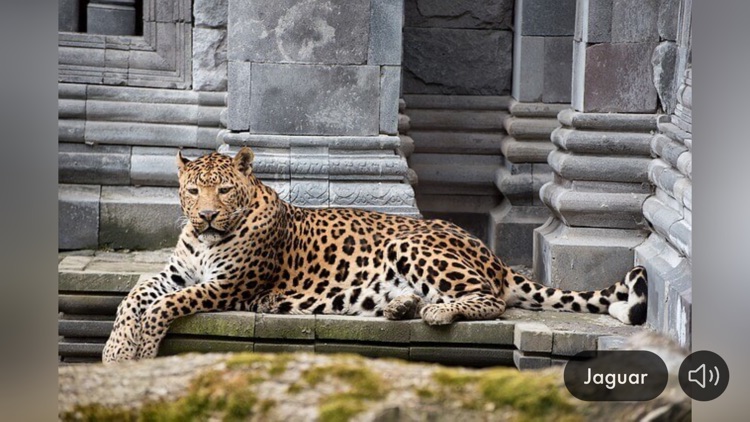 Animal Sounds & Image screenshot-8