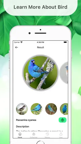 Game screenshot Bird Identifier By Sound ID hack