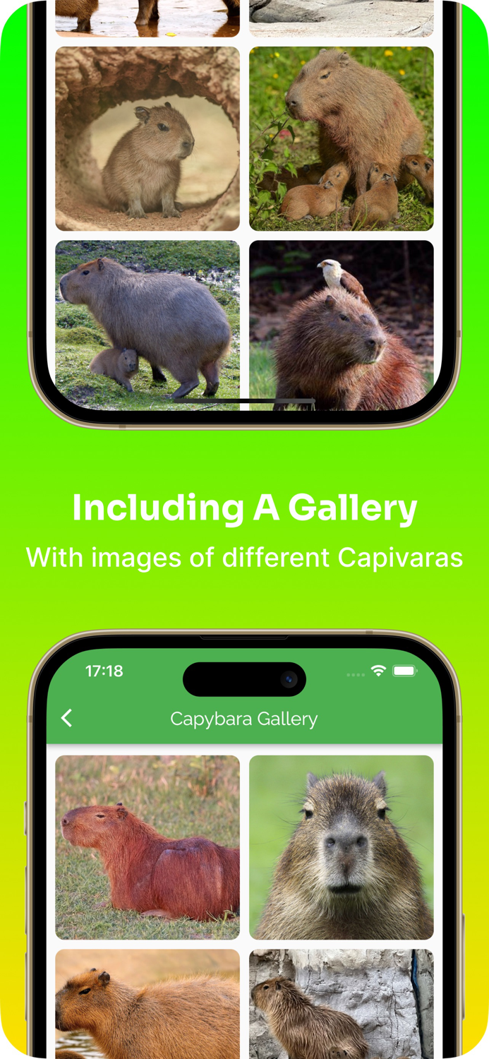 Capybara Care Guide and Fun