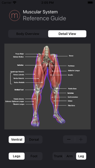 Human Muscular System Guideのおすすめ画像1