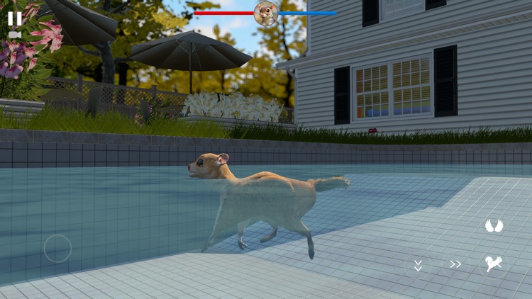 Flying Squirrel Simulator Game