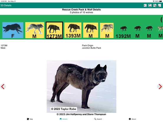 Screenshot #6 pour Yellowstone Wolves 2023