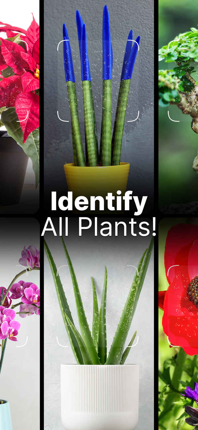 Plant Pic Identifier