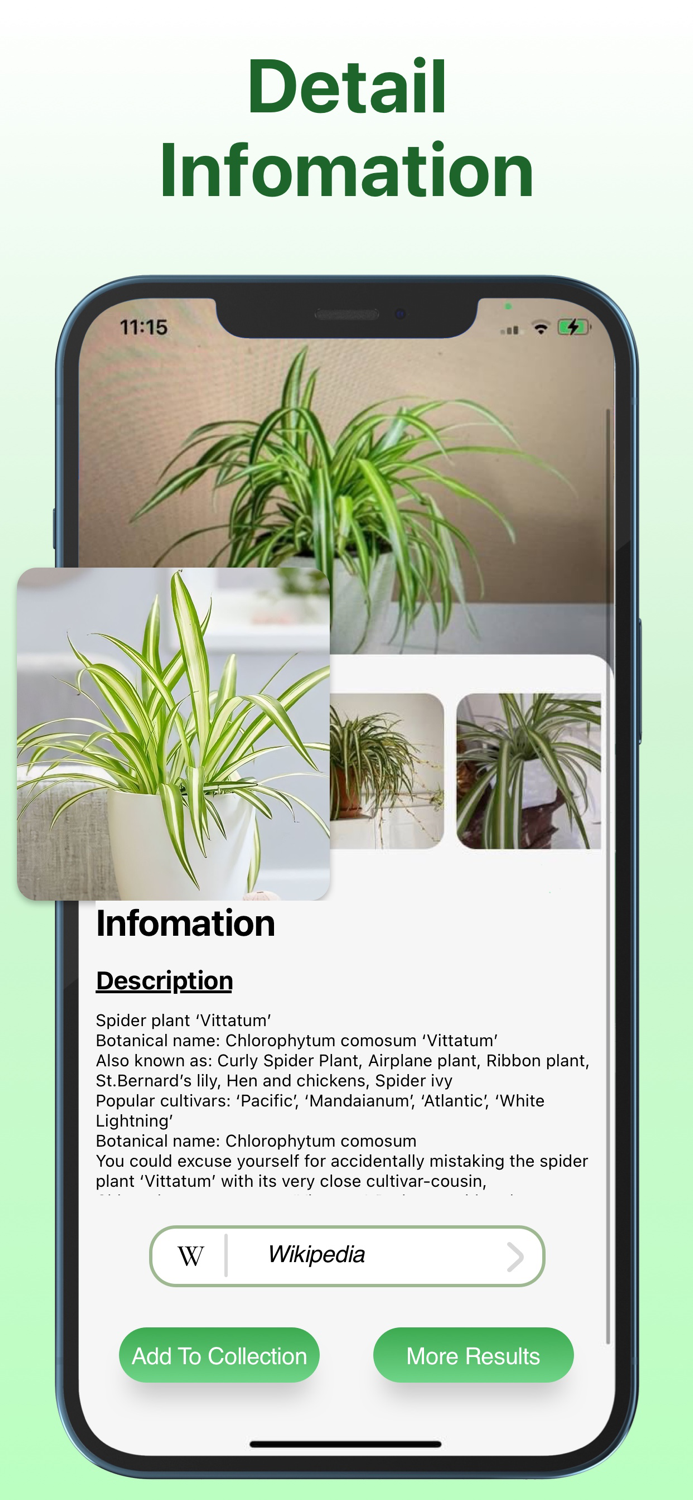 What Kind Of Plant Is This