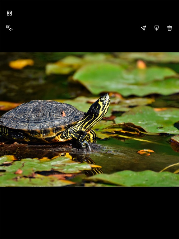 Screenshot #6 pour Minolta ProShot