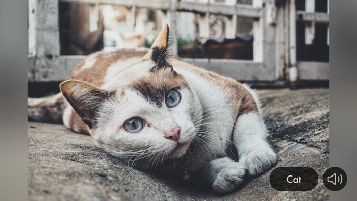 Animal Sounds and Images mini