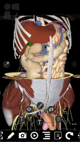 Game screenshot 3Dissect Abdomen hack
