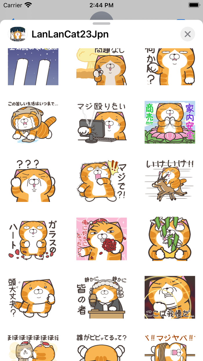 ランラン猫 23 JPN