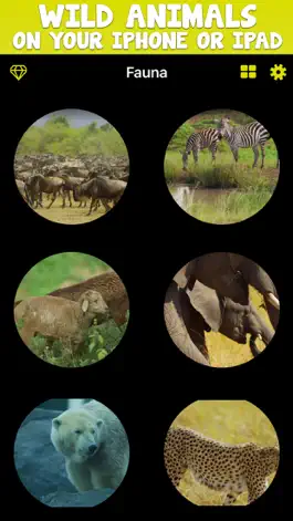 Game screenshot Fauna TV mod apk