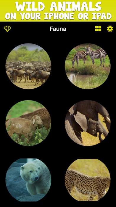 Screenshot #1 pour Fauna TV