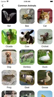 animal sounds & bird noises` problems & solutions and troubleshooting guide - 1