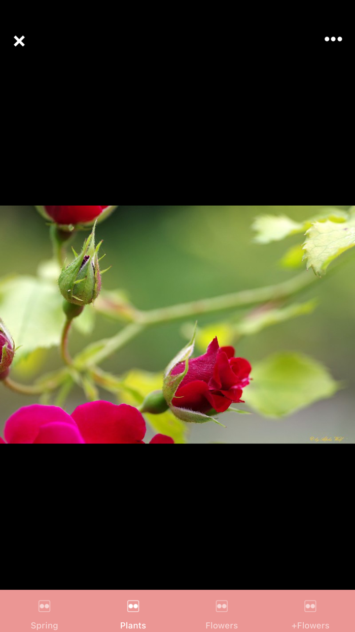 PicFlowers Flowers Images App