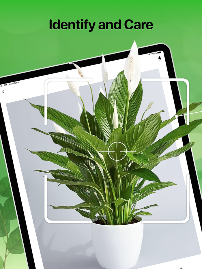 Plant Identifier And Care Tips