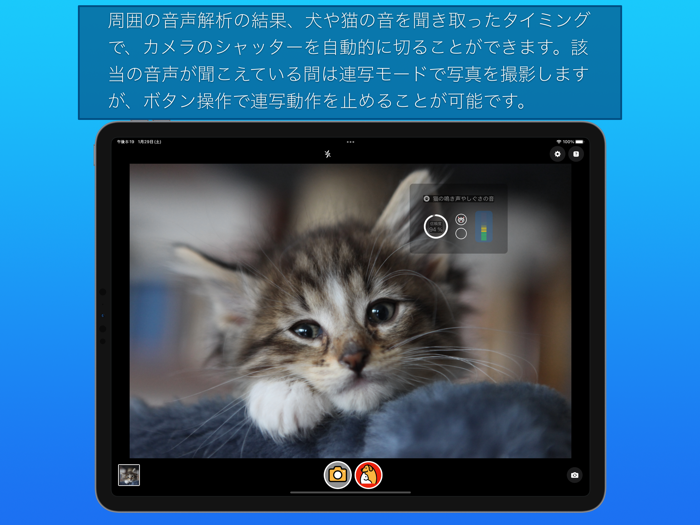 わんにゃんカメラ