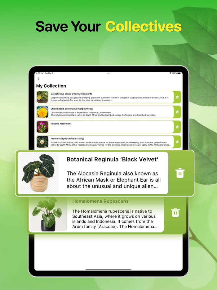 Plant Identifier And Care Tips