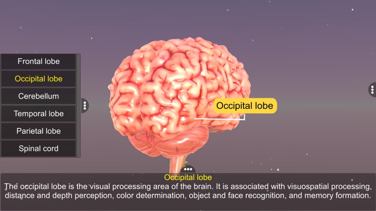 Human Brain screenshot-4