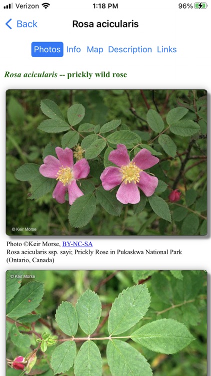 Alaska Wildflowers Interior screenshot-3