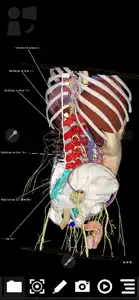 3Dissect Abdomen screenshot #1 for iPhone