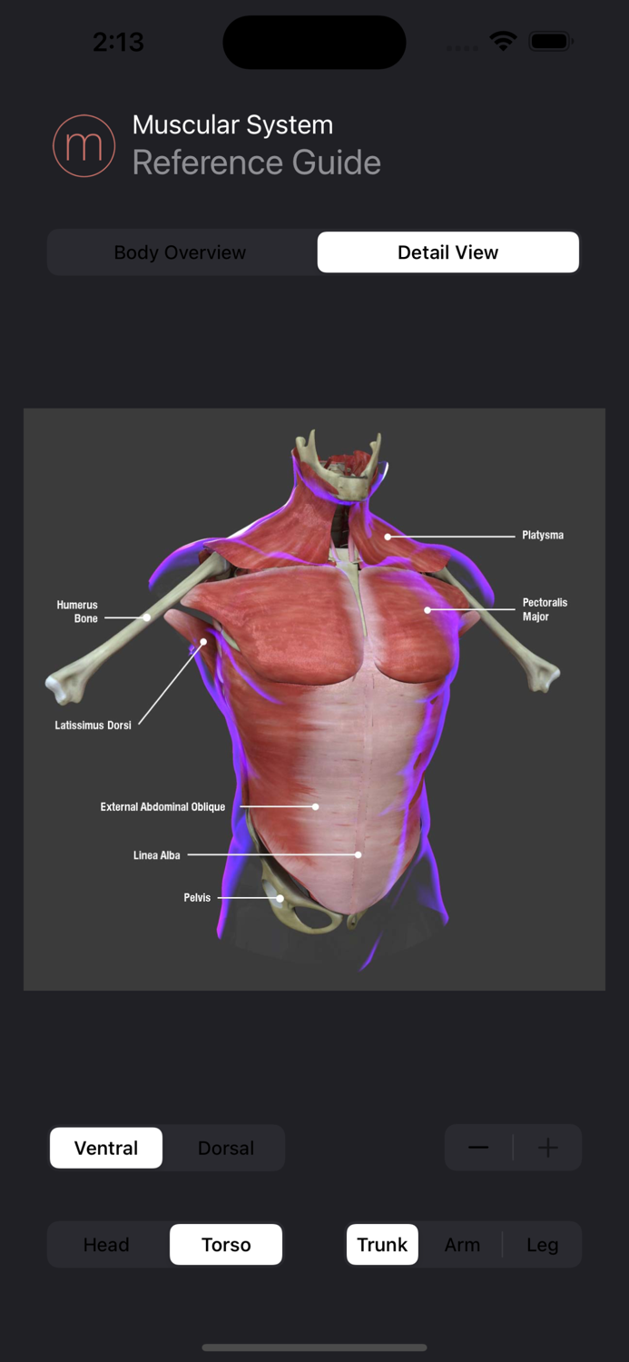 Human Muscular System Guide