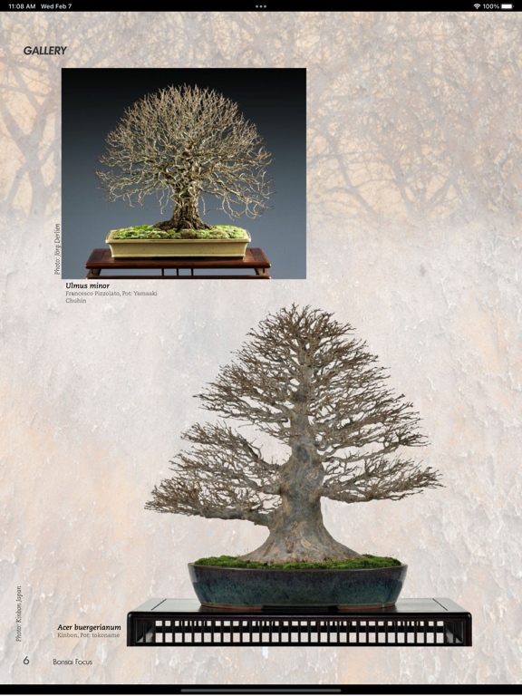 Screenshot #6 pour Bonsai Focus EN