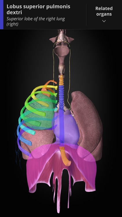 Anatomyka screenshot-9