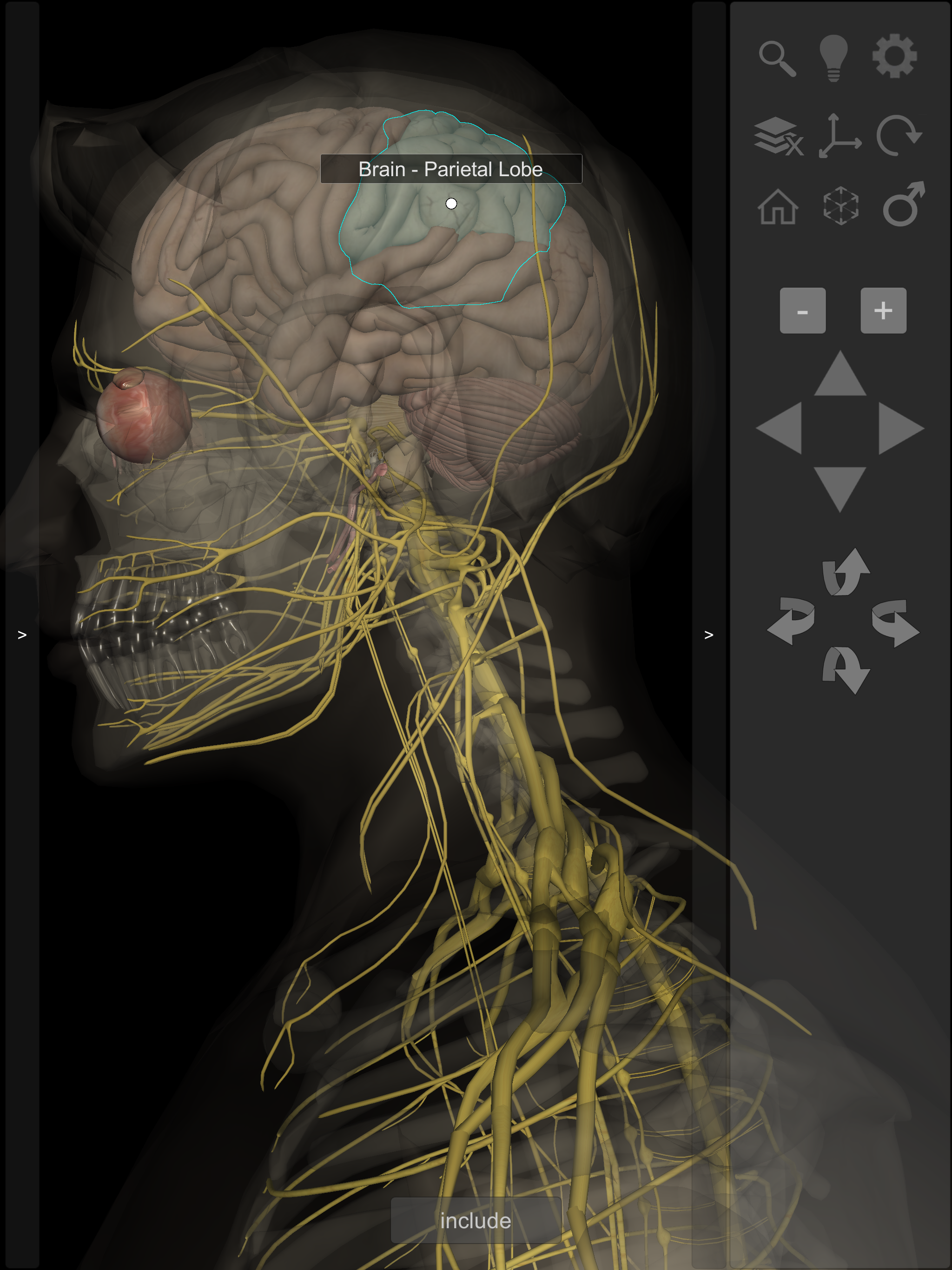 3D Human Anatomy Introduction
