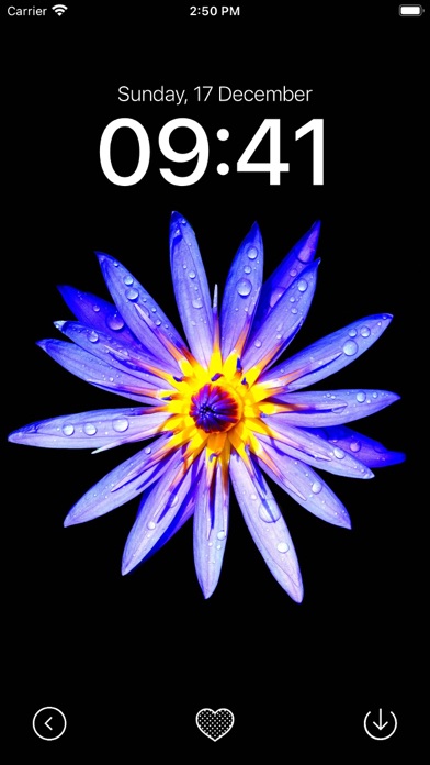 Black Wallpaper App Screenshot