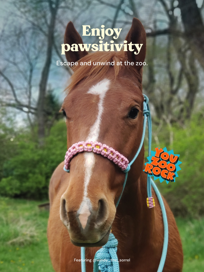 Zoo by Chewy - Pet Community