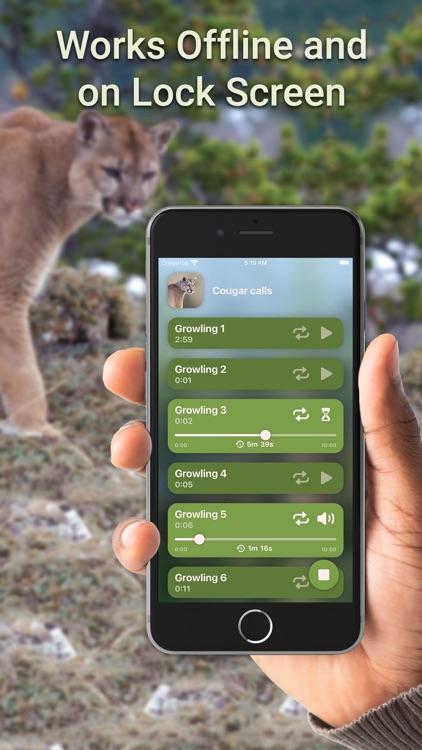 Hunting Calls: Cougar