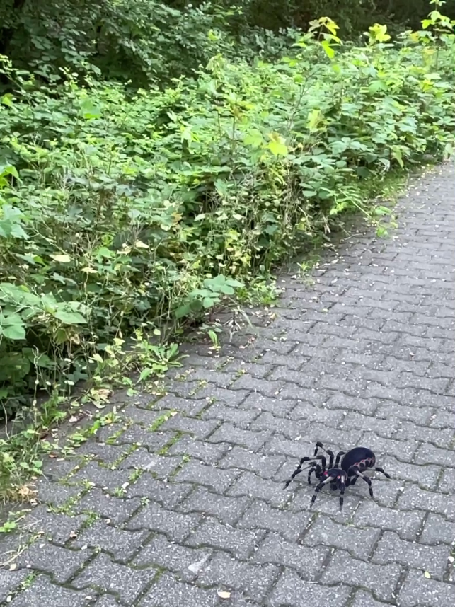 Captură de ecran AR Spiders