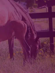 FoalFollow English ipad bilder 1