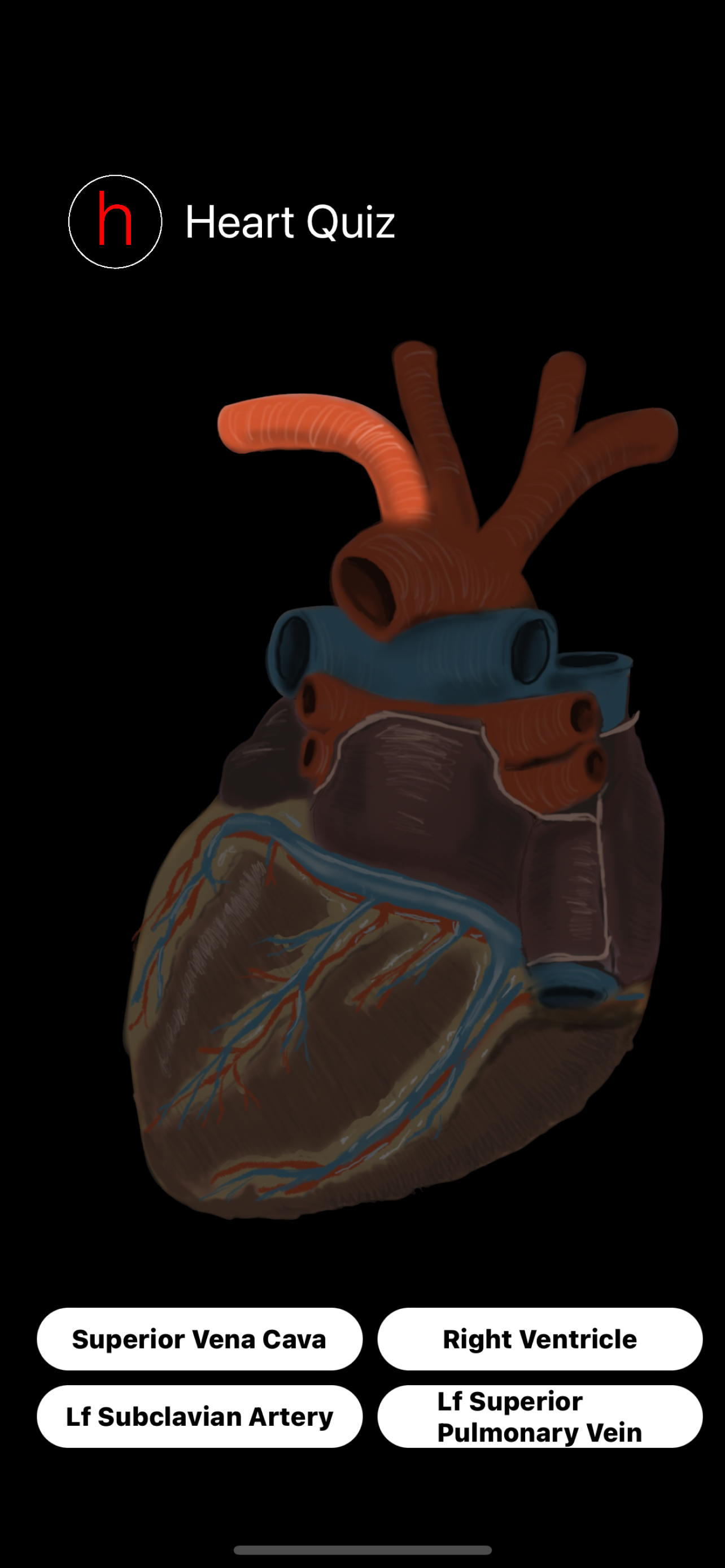 Human Heart Anatomy Quiz