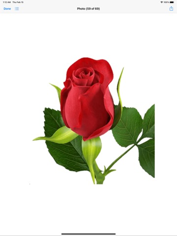 RoseDay Flower of Love Stickerのおすすめ画像4