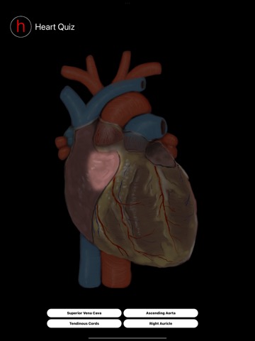 Human Heart Anatomy Quizのおすすめ画像5