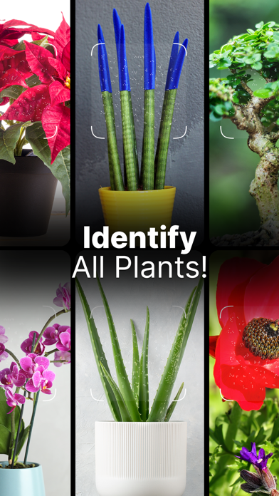 Plant Pic Identifier Screenshot
