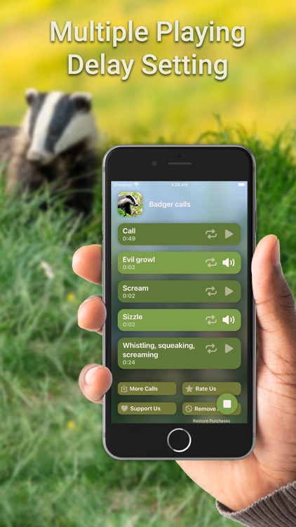 Hunting Calls: Badger