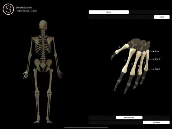 Human Skeleton Reference Guideのおすすめ画像4