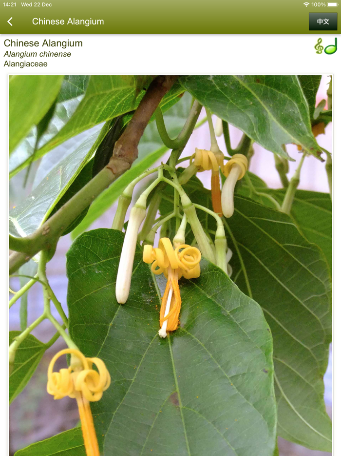 中大樹  Trees of CUHK