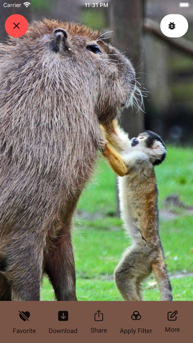 Capybara Wallpaper - Funny Pet Screenshot