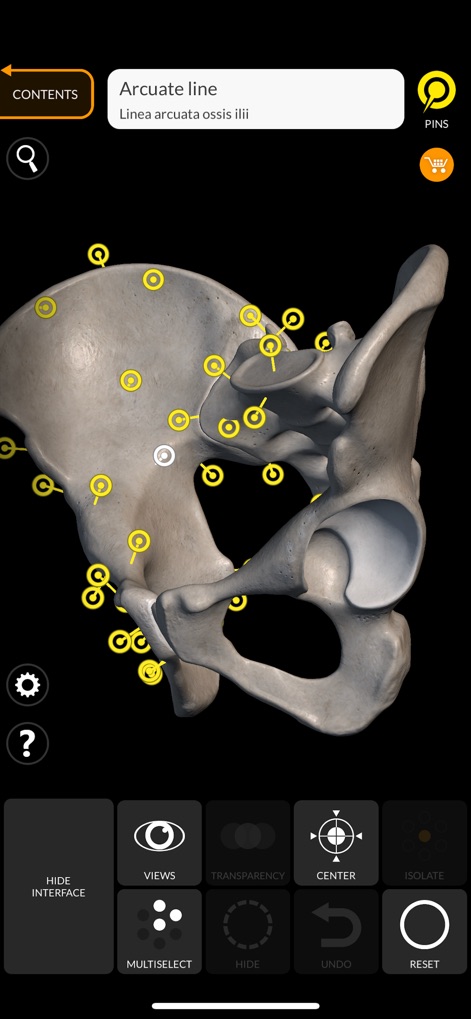 Skeleton 3D Anatomy - Explore the pelvis with numerous interactive pins that highlight specific anatomical features, alongside clear textual identification for each detail.