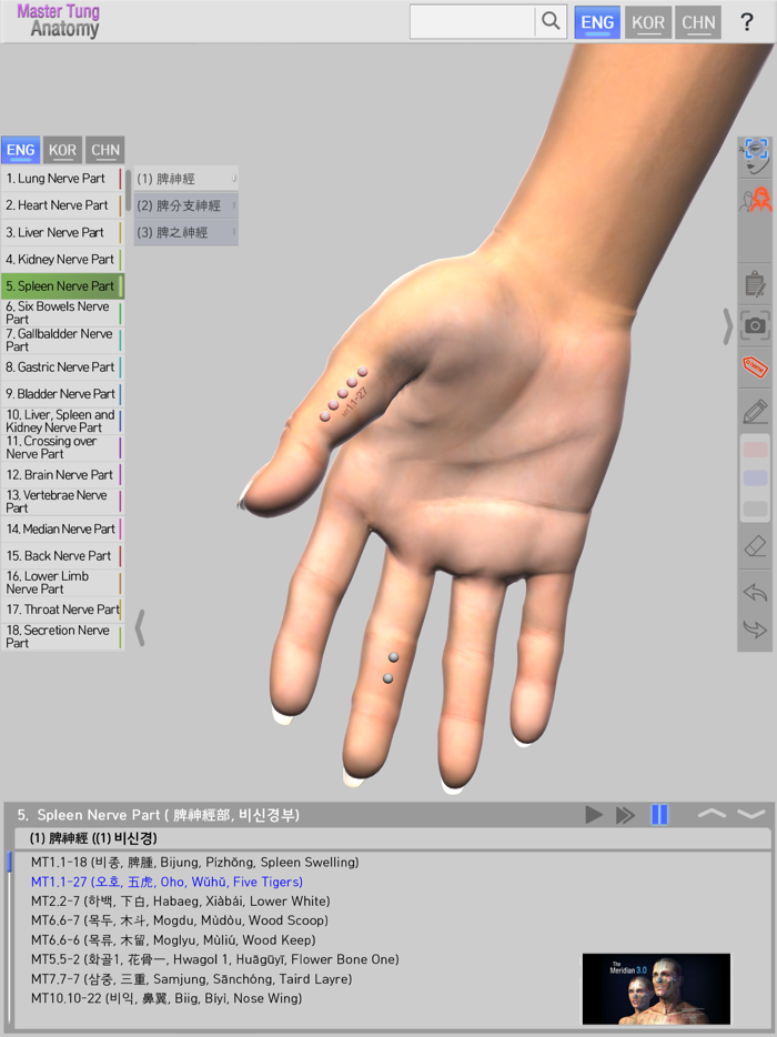 Master Tungs Acupoint Anatomy